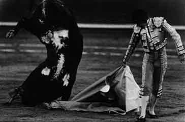 toros
